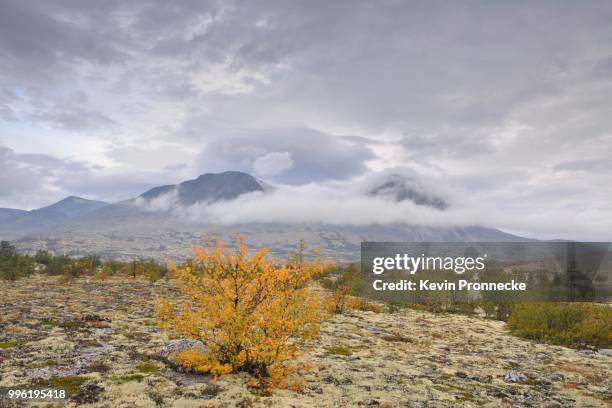downy birch trees (betula pubescens) and reindeer lichen (cladonia rangiferina), fjell landscape in autumn, at the back the peaks of the stygghoein mountain range, stygghoin, rondane national park, norway - cladonia stock pictures, royalty-free photos & images