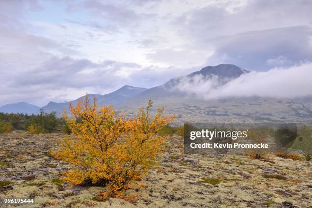 downy birch trees (betula pubescens) and reindeer lichen (cladonia rangiferina), fjell landscape in autumn, rondane national park, norway - cladonia stock pictures, royalty-free photos & images