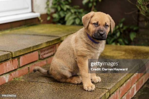 puppy bullmastiff x akita - bull mastiff fotografías e imágenes de stock