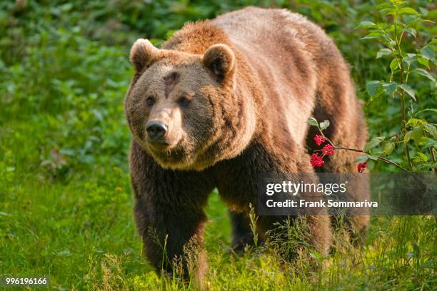 brown bear (ursus arctos), captive, bavarian forest national park, bavaria, germany - bayerischer wald national park bildbanksfoton och bilder