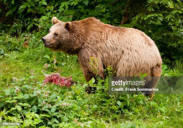 brown bear (ursus arctos) with prey, captive, bavarian forest national park, bavaria, germany - bayerischer wald national park bildbanksfoton och bilder