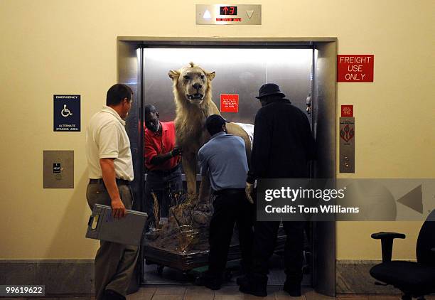 From left, Darryl Riley, Duane Thomas, and Howard McKinney, move an African Lion killed during a hunt in Zimbabwe by Rep. Paul Broun, R-Ga. The...