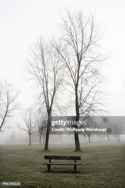bare trees and a park bench with fog, mondseeland region, mondsee lake, salzkammergut, upper austria, austria - vocklabruck stock pictures, royalty-free photos & images