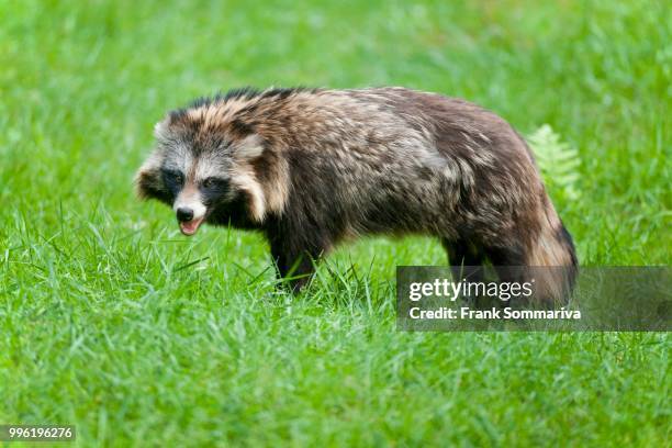 raccoon dog (nyctereutes procyonoides), captive, hesse, germany - tanuki stock pictures, royalty-free photos & images