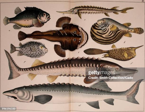 Color print depicting eight fish including, a) Lump Fish b) Angler or Monkfish c) Atlantic sturgeon d) European sea sturgeon e) sterlet f) Longhorn...