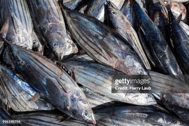 skipjack tunas (katsuwonus pelamis), tenerife, canary islands, spain - ray finned fish stock-fotos und bilder