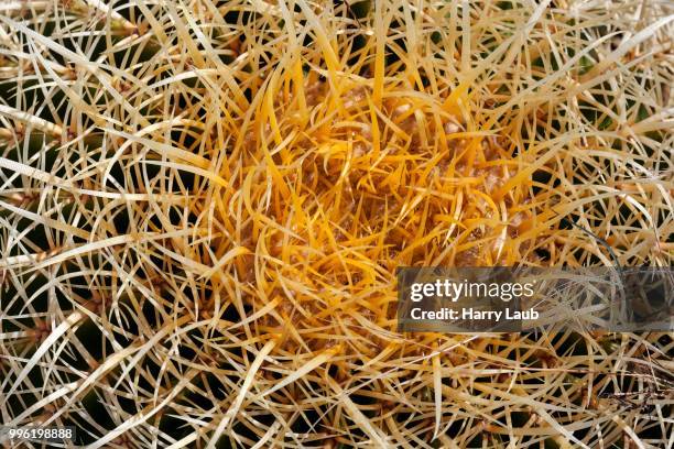 golden barrel cactus (echinocactus grusonii), la gomera, canary islands, spain - echinocactus stock pictures, royalty-free photos & images