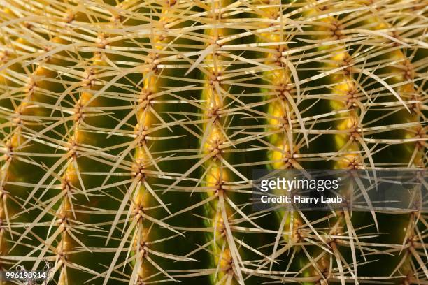 golden barrel cactus (echinocactus grusonii), la gomera, canary islands, spain - golden barrel cactus stock pictures, royalty-free photos & images