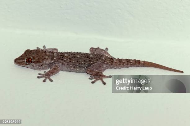 tenerife gecko (tarentola delalandii), la gomera, canary islands, spain - tarentola stock pictures, royalty-free photos & images