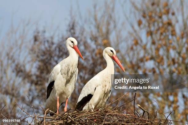 two white storks (ciconia ciconia) on a nest, weser uplands, north rhine-westphalia, germany - weser stock-fotos und bilder