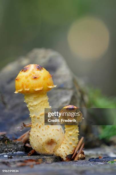 golden scalycap (pholiota aurivella), darss, western pomerania lagoon area national park, mecklenburg-western pomerania, germany - agaricales stock pictures, royalty-free photos & images