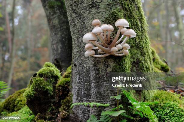 porcelain fungus (oudemansiella mucida), at the foot of the trunk of a beech tree, darss, western pomerania lagoon area national park, mecklenburg-western pomerania, germany - agaricales stock pictures, royalty-free photos & images