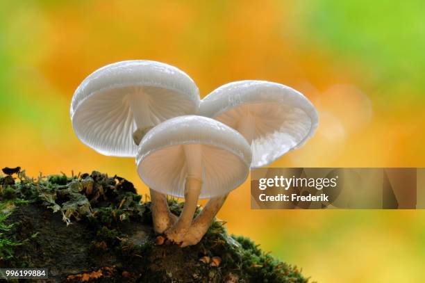 porcelain fungus (oudemansiella mucida), darss, western pomerania lagoon area national park, mecklenburg-western pomerania, germany - agaricales stock pictures, royalty-free photos & images