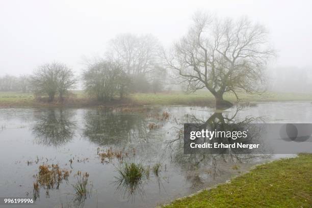 ems river floodplains in the fog, emsland, lower saxony, germany - ems photos et images de collection