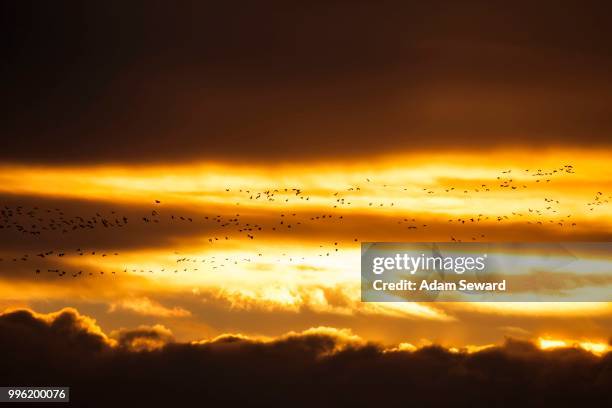 flock of pink-footed geese (anser brachyrhynchus) flying at sunset, east chevington, druridge bay, northumberland, england, united kingdom - anser fabalis stock pictures, royalty-free photos & images