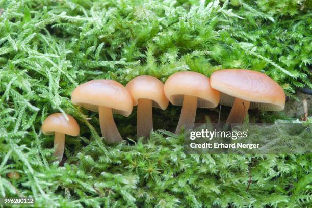 winter mushrooms or enoki mushrooms (flammulina velutipes), emsland, lower saxony, germany - agaricales stock pictures, royalty-free photos & images