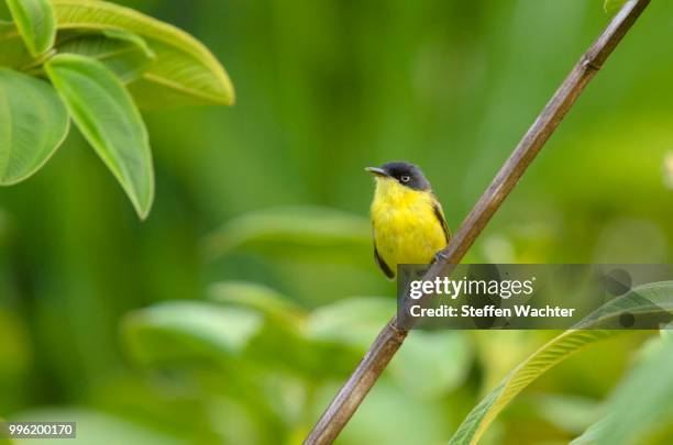 common tody-flycatcher (todirostrum cinereum) perched on a branch, alajuela province, costa rica - alajuela province stock-fotos und bilder