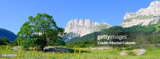 isolated tree in front of mountain range - vercors photos et images de collection