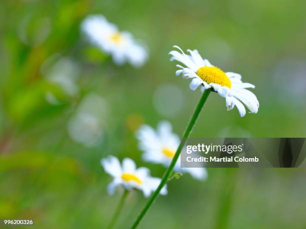 wild daisy in summer - chrysanthemum superbum stock-fotos und bilder