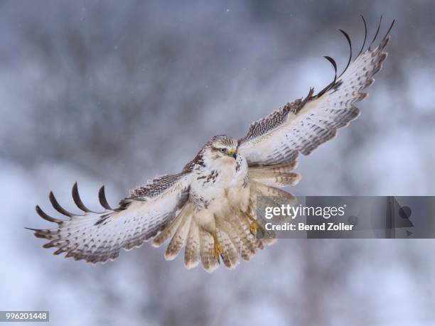 buzzard (buteo buteo), white morph, landing approach, light snow flurries, biosphere reserve swabian-alb, baden-wuerttemberg, germany - snow white - fotografias e filmes do acervo
