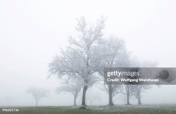 group of trees in the fog, with hoarfrost, mondsee lake, mondseeland region, salzkammergut, upper austria, austria - vocklabruck stock pictures, royalty-free photos & images
