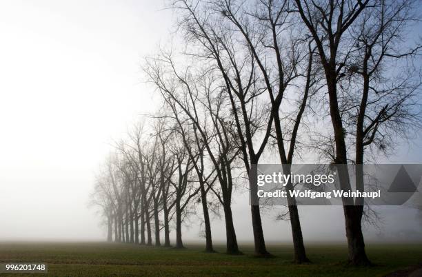 row of trees in the fog, mondsee lake, mondseeland region, salzkammergut, upper austria, austria - vocklabruck stock pictures, royalty-free photos & images