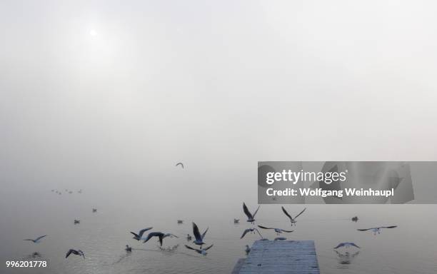 gulls at the wooden jetty in the morning fog, mondsee lake, salzkammergut, upper austria, austria - vocklabruck stock pictures, royalty-free photos & images