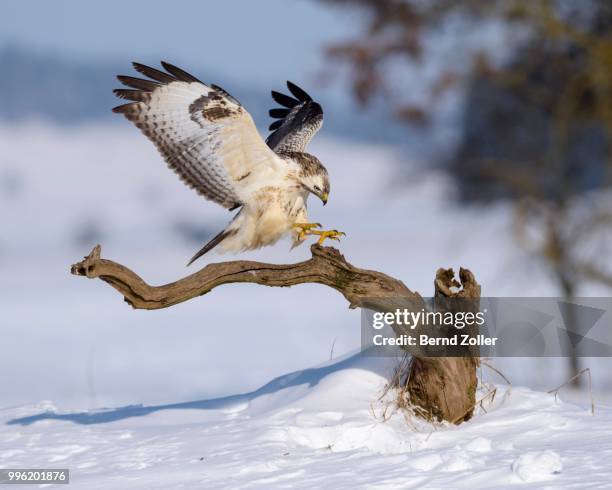 buzzard (buteo buteo), white morph, landing on its perch, snow-covered landscape, biosphere reserve swabian-alb, baden-wuerttemberg, germany - snow white - fotografias e filmes do acervo