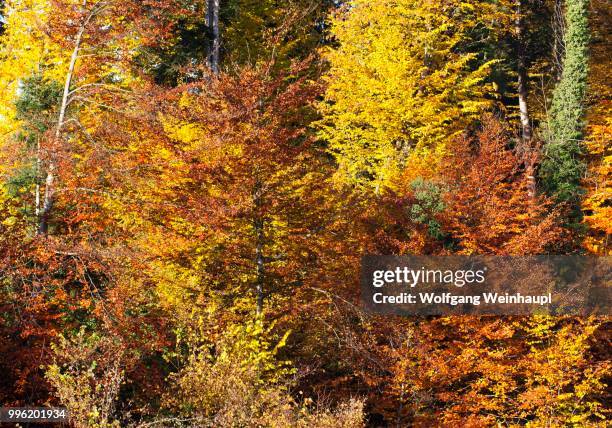 deciduous forest with autumnal foliage, mondseeland region, salzkammergut, upper austria, austria - deciduous stock pictures, royalty-free photos & images
