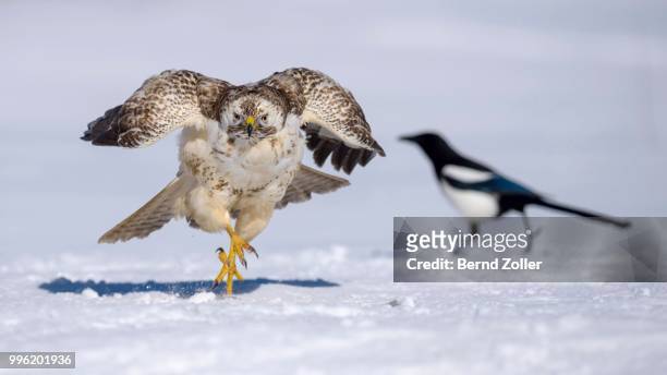 buzzard (buteo buteo), white morph running over snow, magpie (pica pica) at the back, biosphere reserve swabian-alb, baden-wuerttemberg, germany - snow white - fotografias e filmes do acervo