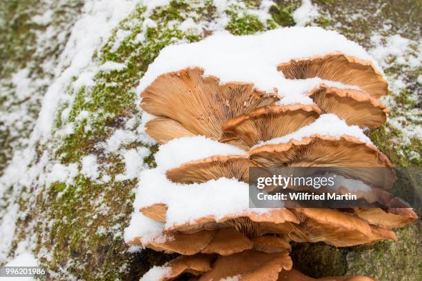 oyster mushrooms (pleurotus ostreatus) in winter, hesse, germany - agaricales stock pictures, royalty-free photos & images