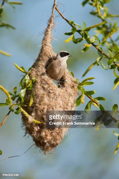 penduline tit (remiz pendulinus) perched on the nest, bag nest hanging from a tree, thuringia, germany - eurasian penduline tit stock pictures, royalty-free photos & images