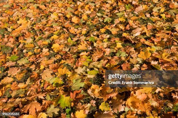 norway maple (acer platanoides), autumn leaves, thuringia, germany - acer platanoides stock-fotos und bilder