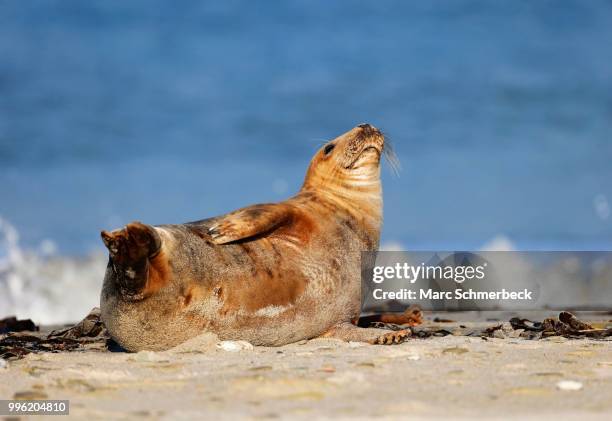 grey seal (halichoerus grypus) on the beach, heligoland, schleswig-holstein, germany - marc schmerbeck stock-fotos und bilder