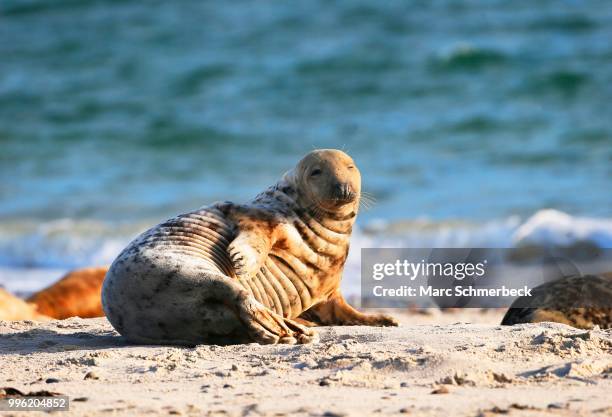 grey seal (halichoerus grypus) on the beach, heligoland, schleswig-holstein, germany - marc schmerbeck stock-fotos und bilder