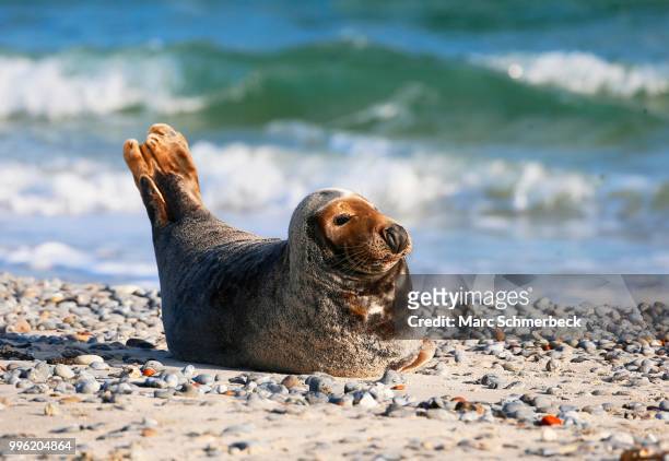 grey seal (halichoerus grypus) on the beach, heligoland, schleswig-holstein, germany - marc schmerbeck stock-fotos und bilder
