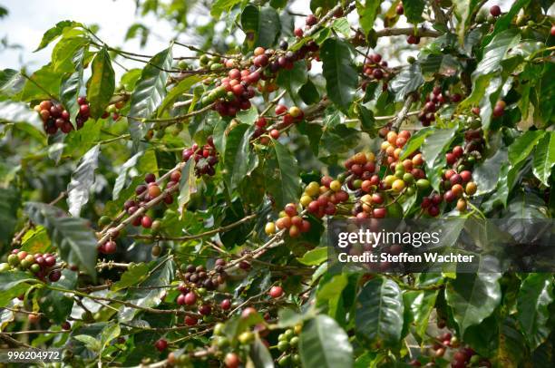 coffee tree (coffea), alajuela province, costa rica - alajuela province stock-fotos und bilder