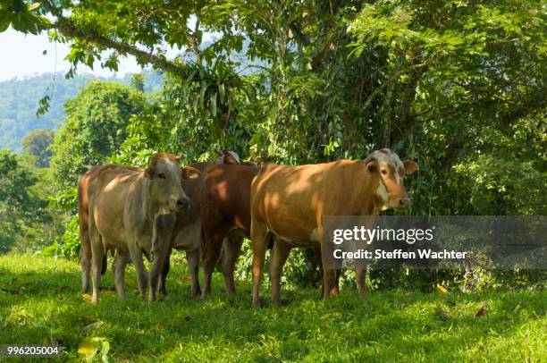 cattle sheltering in the shade from the midday sun, limon province, costa rica - limon stock-fotos und bilder