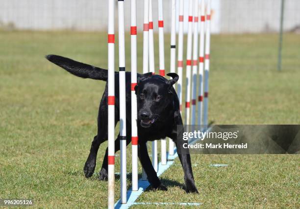 black labrador retriever at dog agility trial - black labrador 個照片及圖片檔