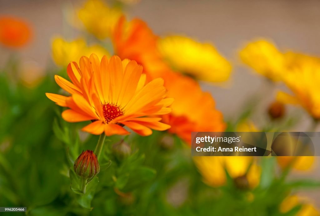 Marigold (Calendula officinalis), flowers, Germany