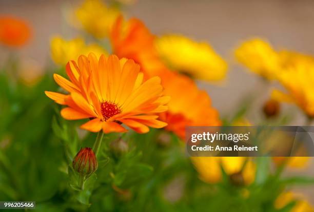 marigold (calendula officinalis), flowers, germany - calendula stock pictures, royalty-free photos & images