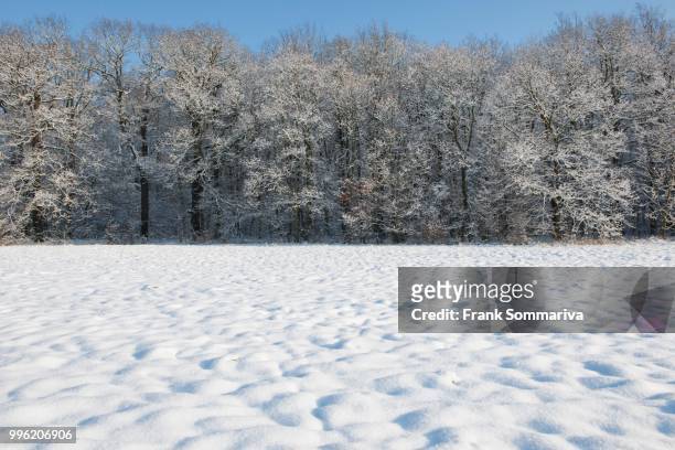 snow-covered trees and a snow-coverd meadow, thuringia, germany - snow coverd stock pictures, royalty-free photos & images