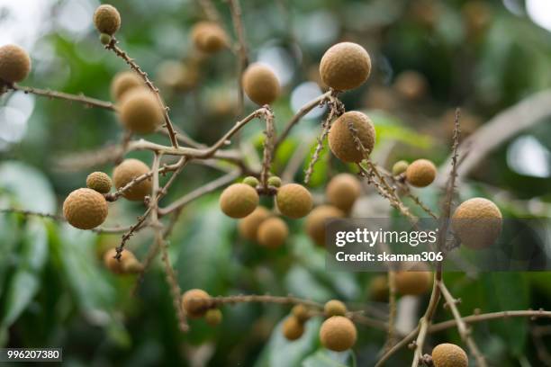 asian fruit longan tree with longan fruit at thailand southeast asian - longan stock-fotos und bilder