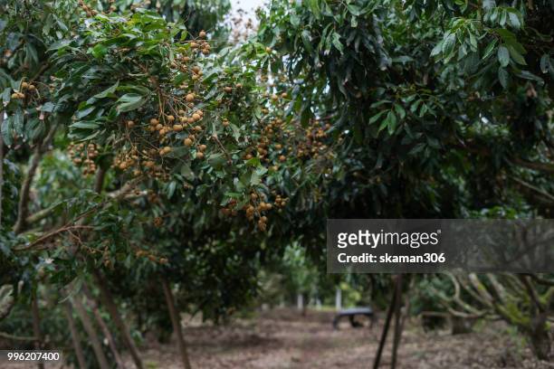 asian fruit longan tree with longan fruit at thailand southeast asian - longan stock-fotos und bilder
