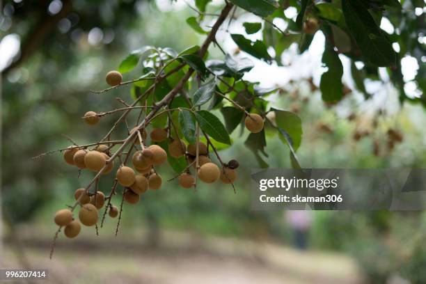 asian fruit longan tree with longan fruit at thailand southeast asian - longan stock-fotos und bilder