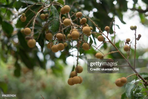 asian fruit longan tree with longan fruit at thailand southeast asian - longan stock-fotos und bilder