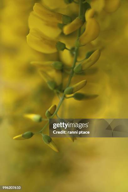laburnum anagyroides - laburnum anagyroides stock pictures, royalty-free photos & images