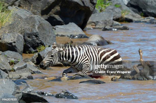 plains zebra (equus quagga), (crocodylus niloticus), trying to reach the bank after having being attacked by a nile crocodile, wildebeest carcass in the water, mara river, masai mara national reserve, kenya - hartebeest stock pictures, royalty-free photos & images