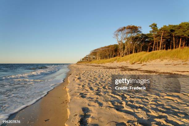 west beach, darss, western pomerania lagoon area national park, mecklenburg-western pomerania, germany - vorpommersche boddenlandschaft national park stockfoto's en -beelden