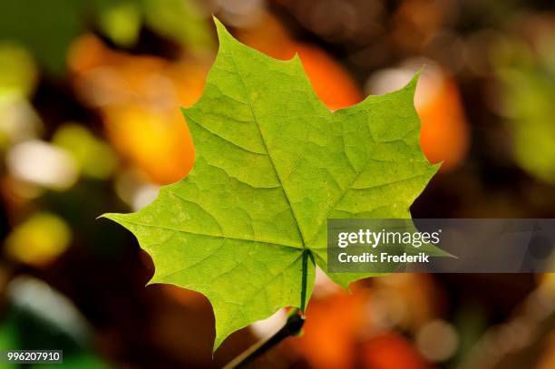 norway maple (acer platanoides), single leaf, north rhine-westphalia, germany - acer platanoides stock-fotos und bilder